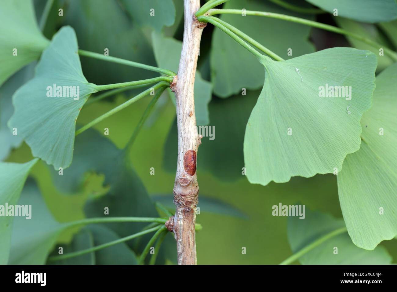 Peach scale (Parthenolecanium persicae) on the stem of a ginkgo biloba tree. Stock Photo
