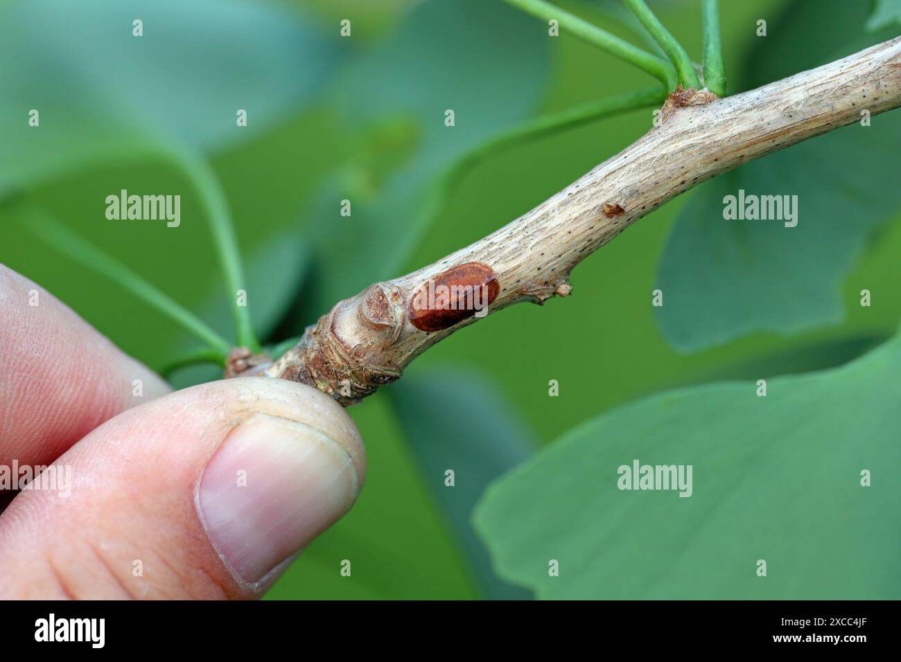 Peach scale (Parthenolecanium persicae) on the stem of a ginkgo biloba tree. Stock Photo