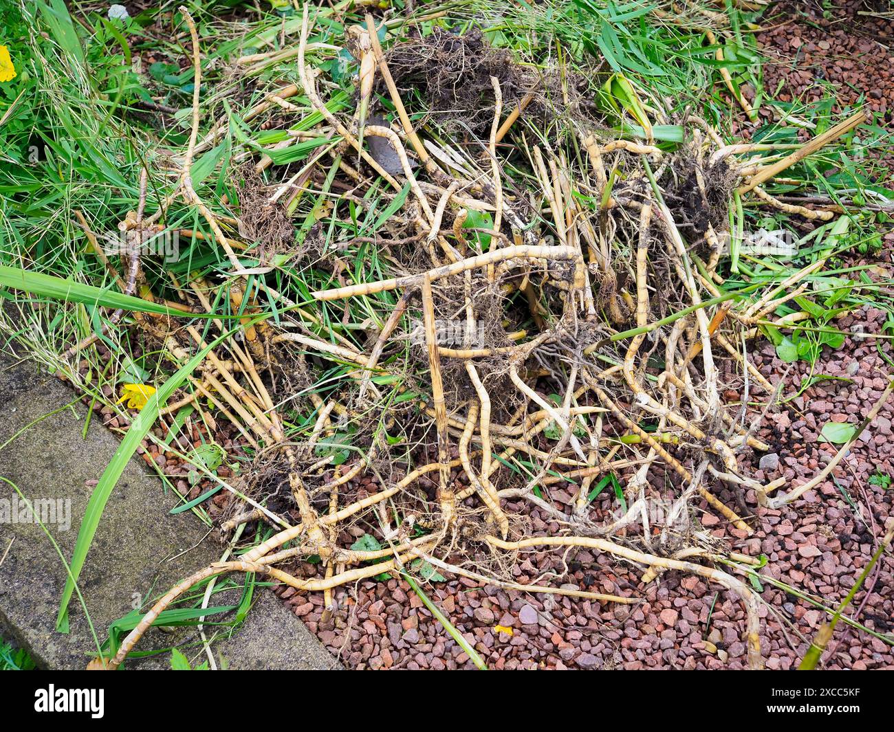 Fresh Turf Roots Green grass showing roots hi-res stock photography and images - Alamy