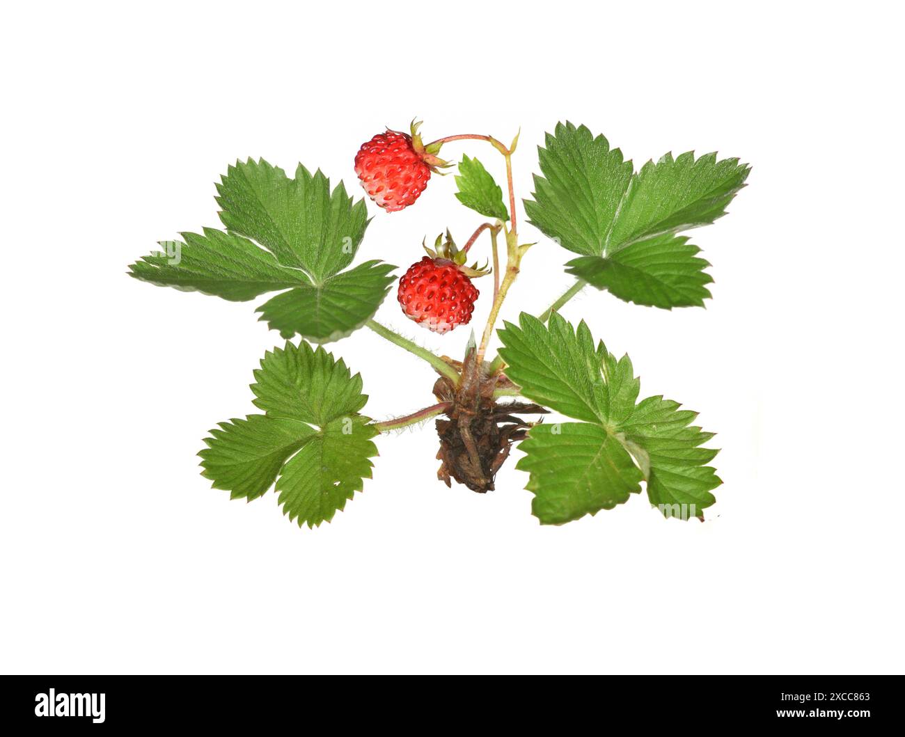 Wild Strawberry - Fragaria vesca Stock Photo - Alamy