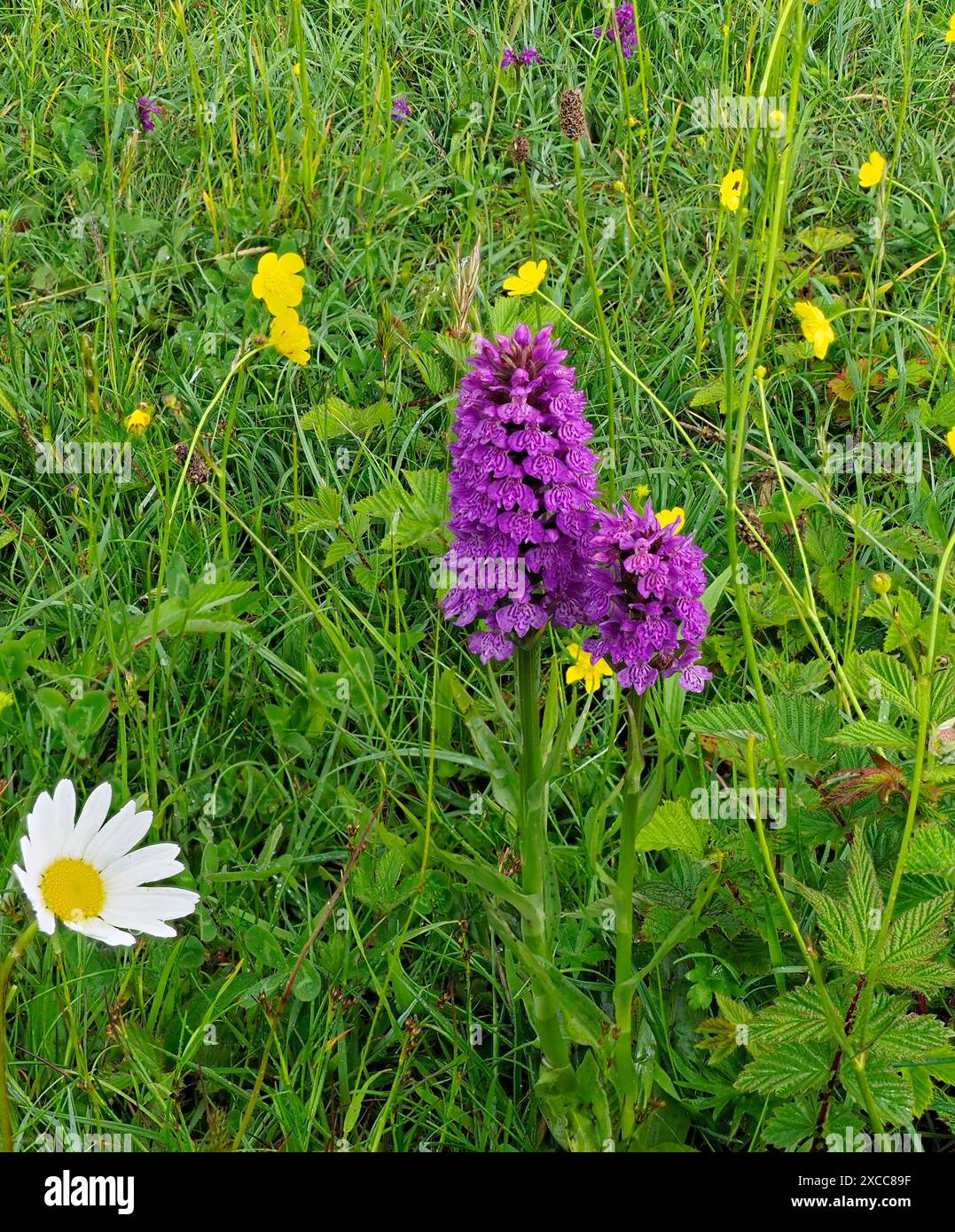 A Northern Marsh Orchid, Dactylorhiza purpurella, standing proud amongst the grasses, Buttercups and Wild Daisys in a pasture in Scotland. Stock Photo