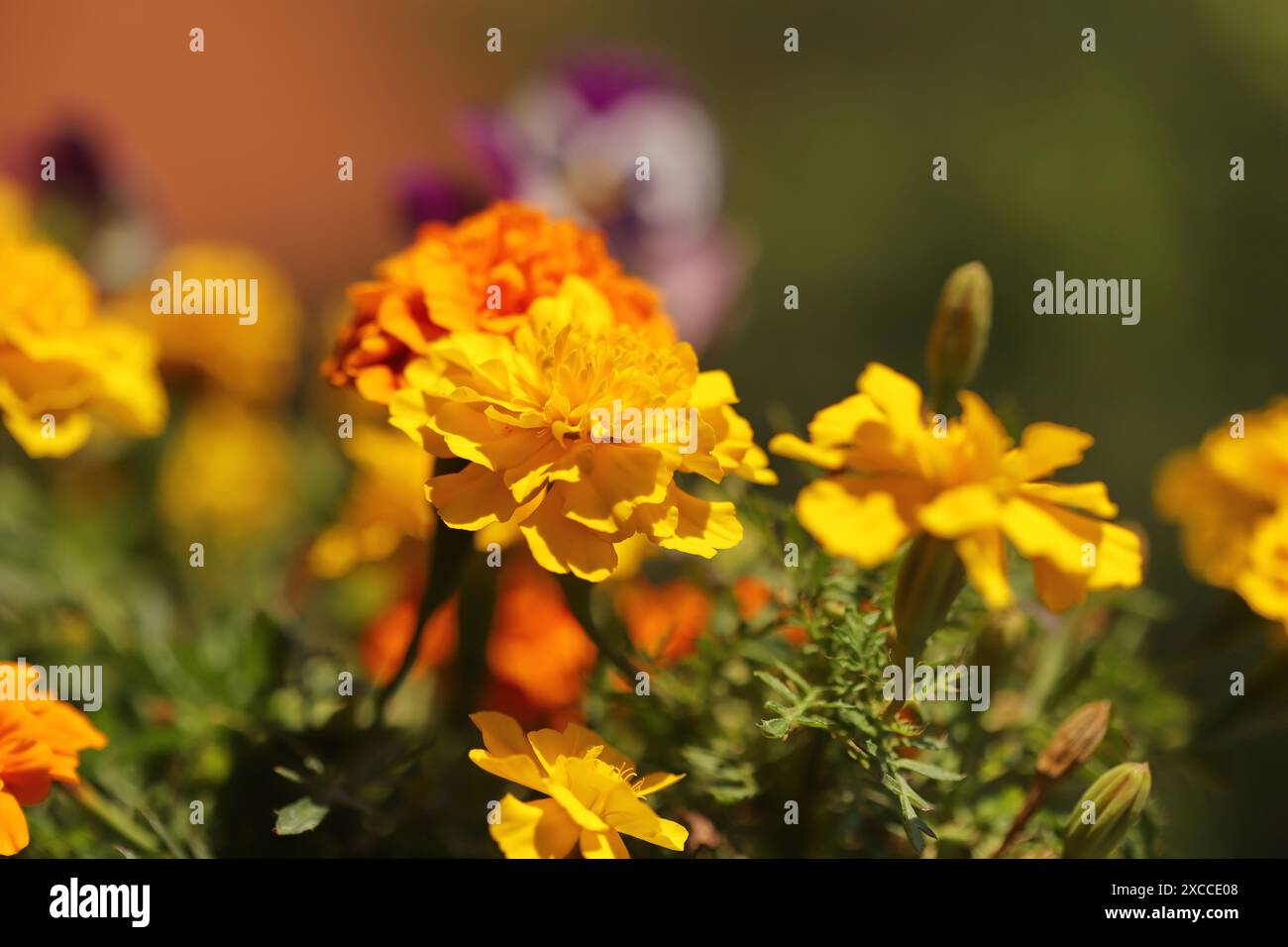 Colorful flowers in the garden Stock Photo - Alamy