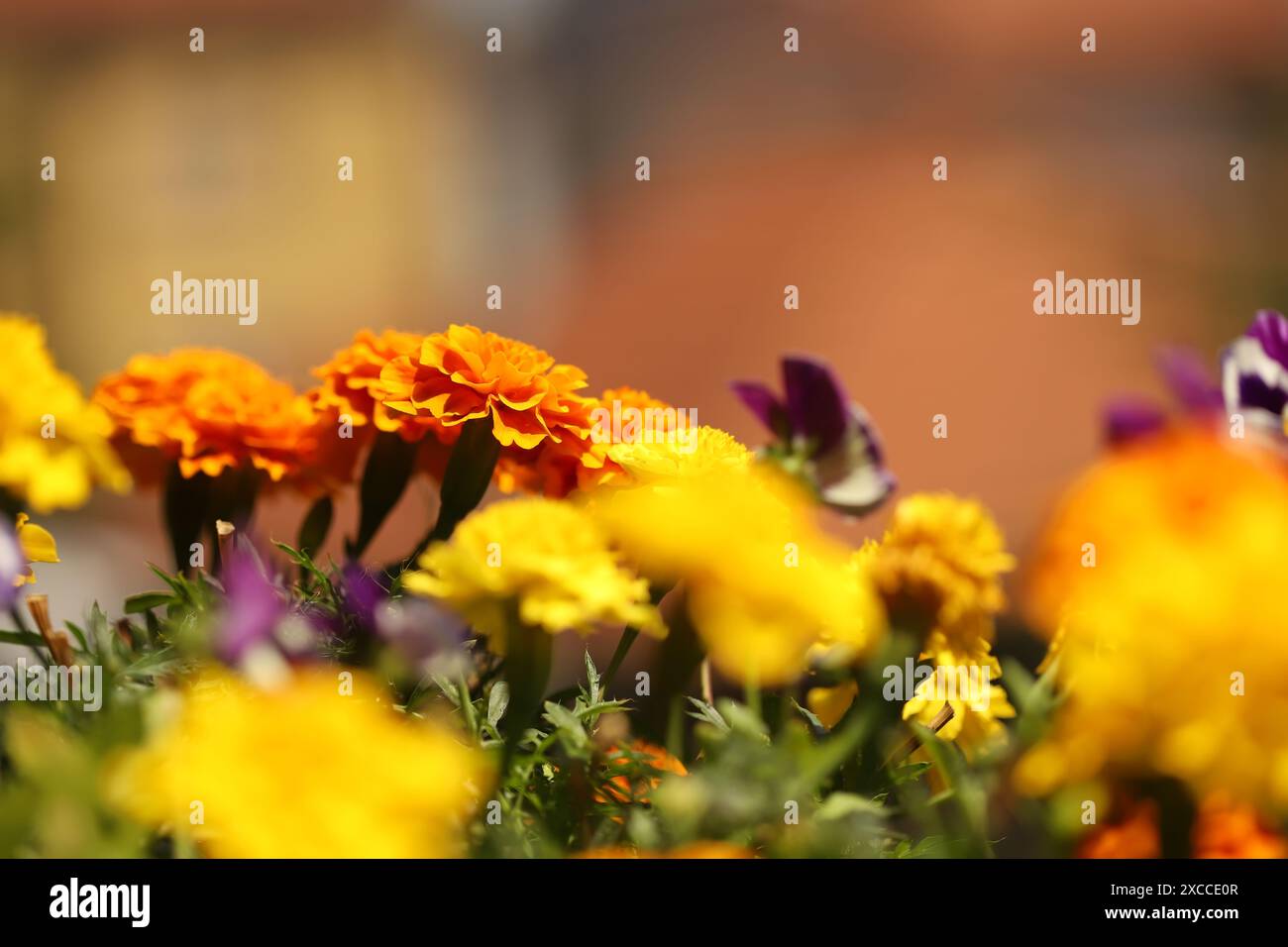 Colorful flowers in the garden Stock Photo - Alamy