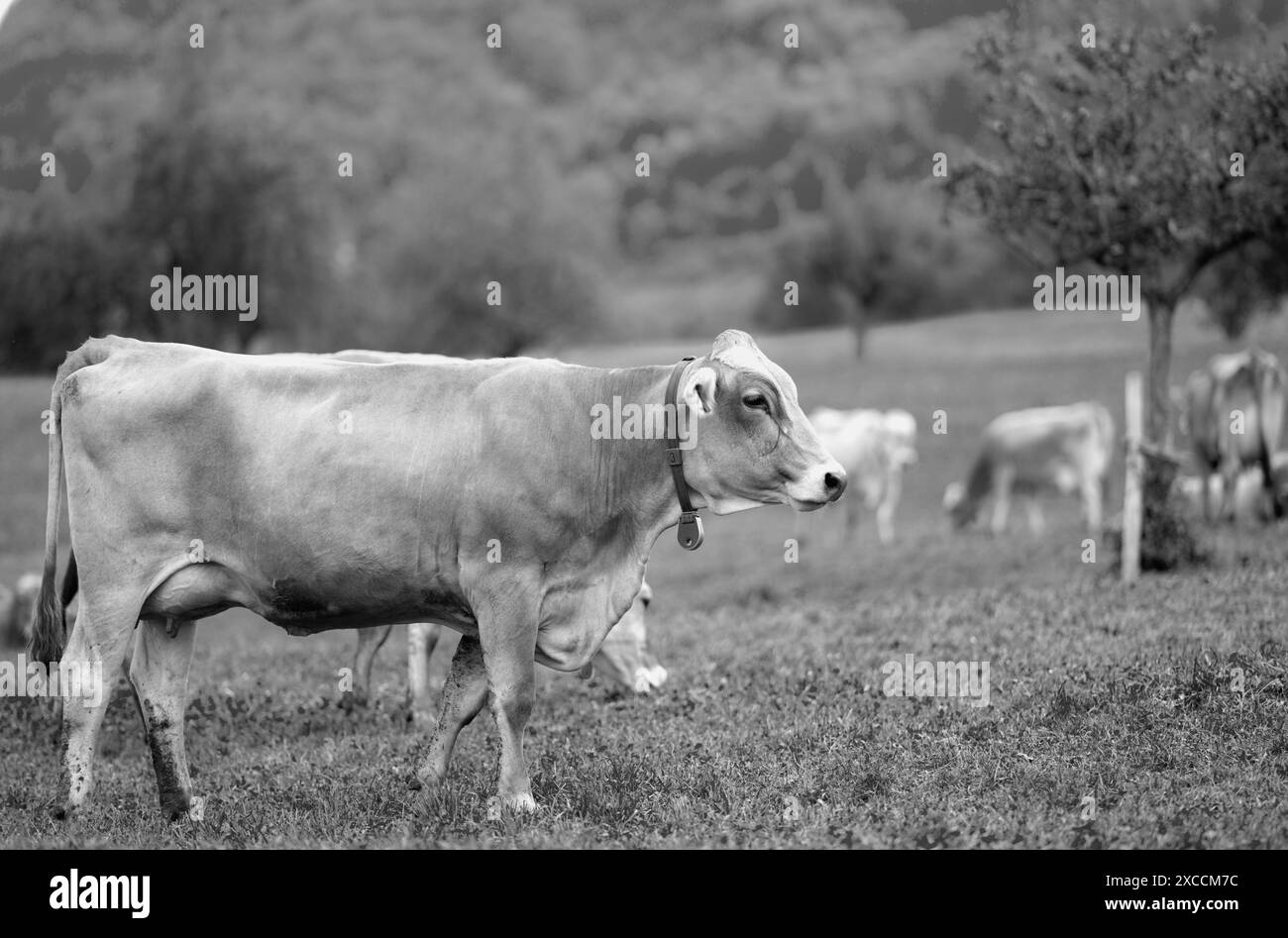 Cows are grazing on a summer day on a meadow in Switzerland. Cows ...