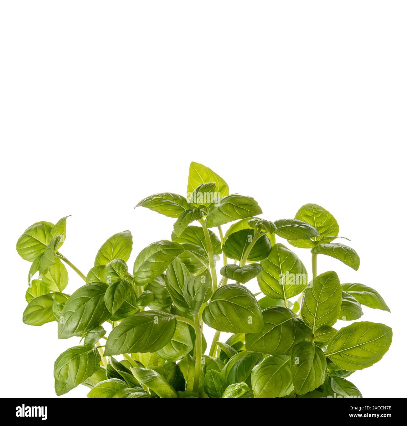 Plant of basil with green leaves isolated on white as border frame with ...