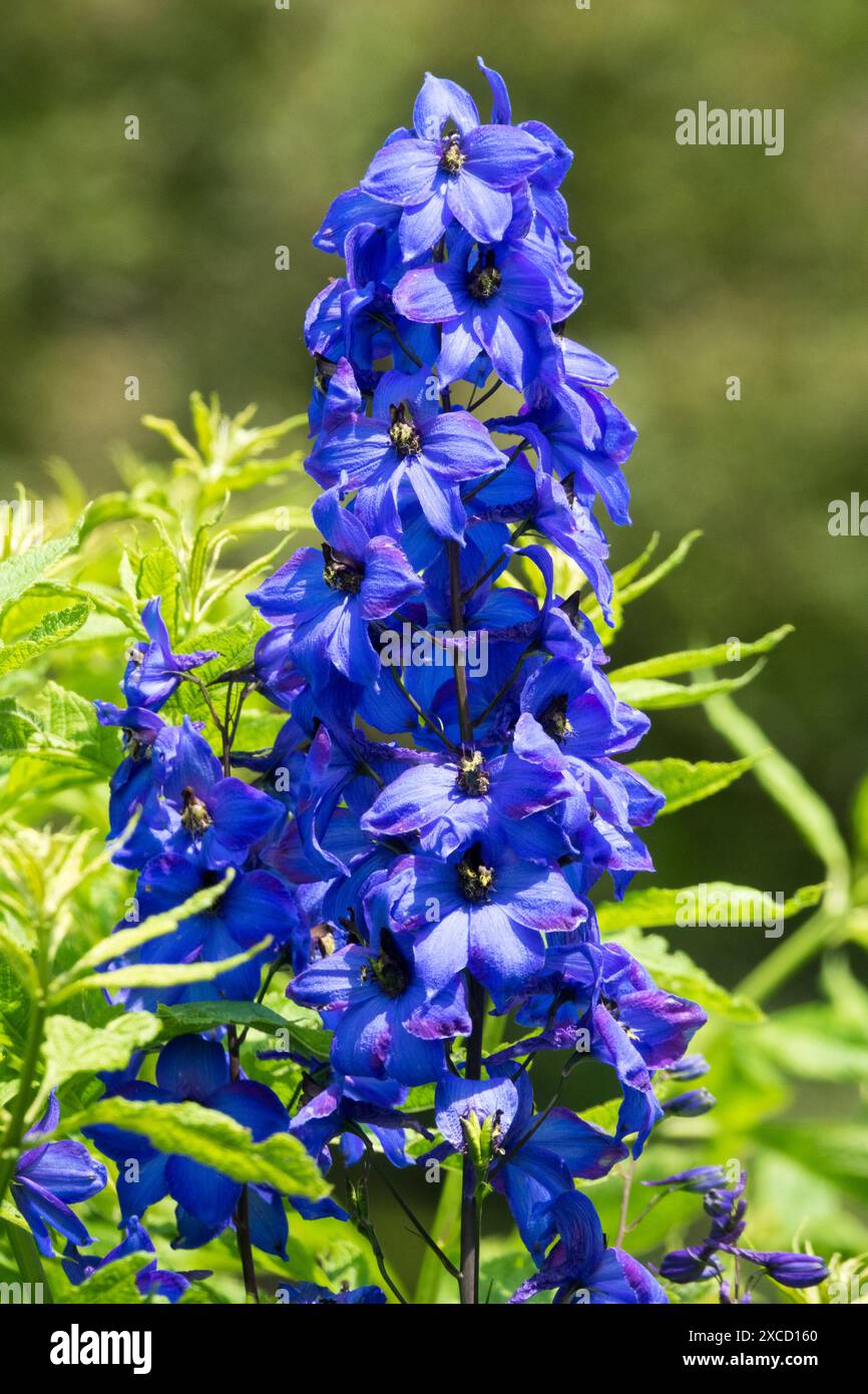 Candle larkspur delphinium elatum hi-res stock photography and images ...