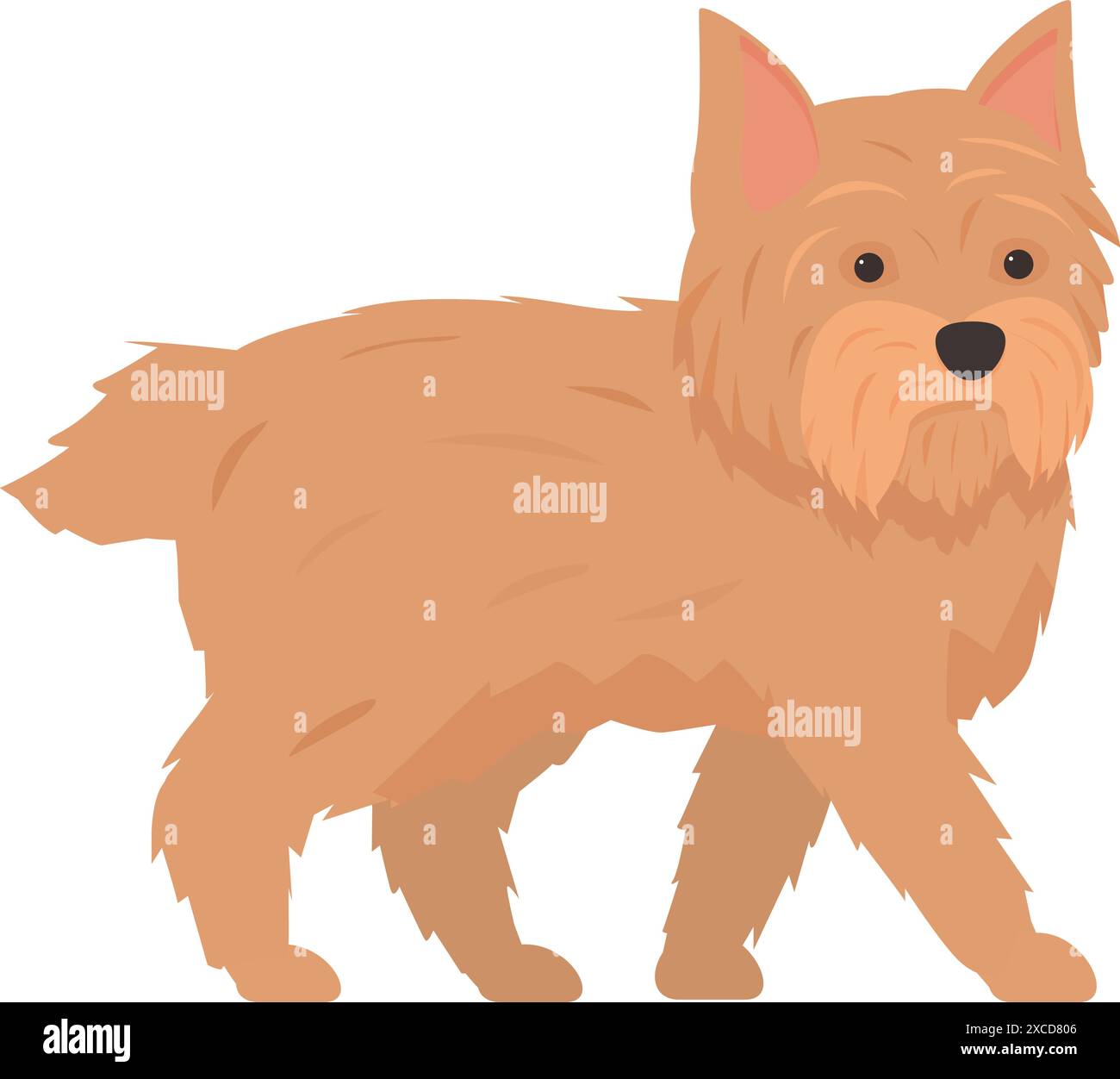 Norfolk terrier with its short legs and long hair is enjoying a walk