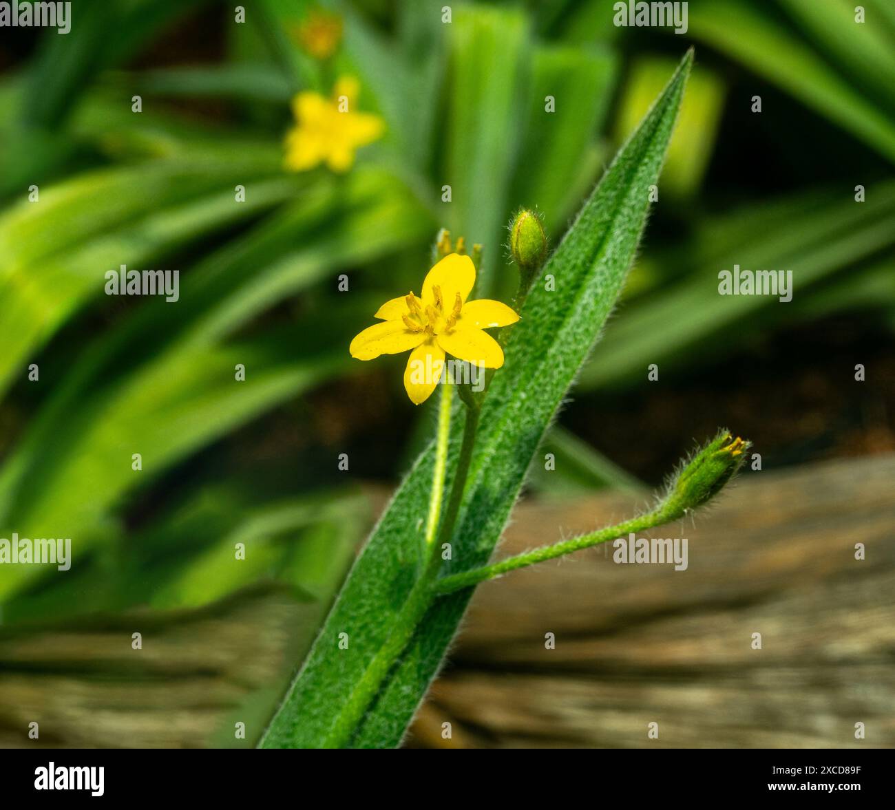 Common star grass (Hypoxis villosa). It is native to southern Africa Stock Photo