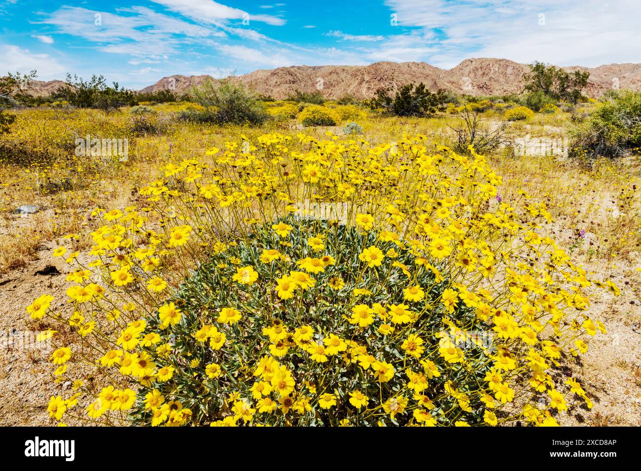 Flowering yellow Brittlebush; Encelia farinosa; Joshua Tree National Park; California; USA Stock Photo