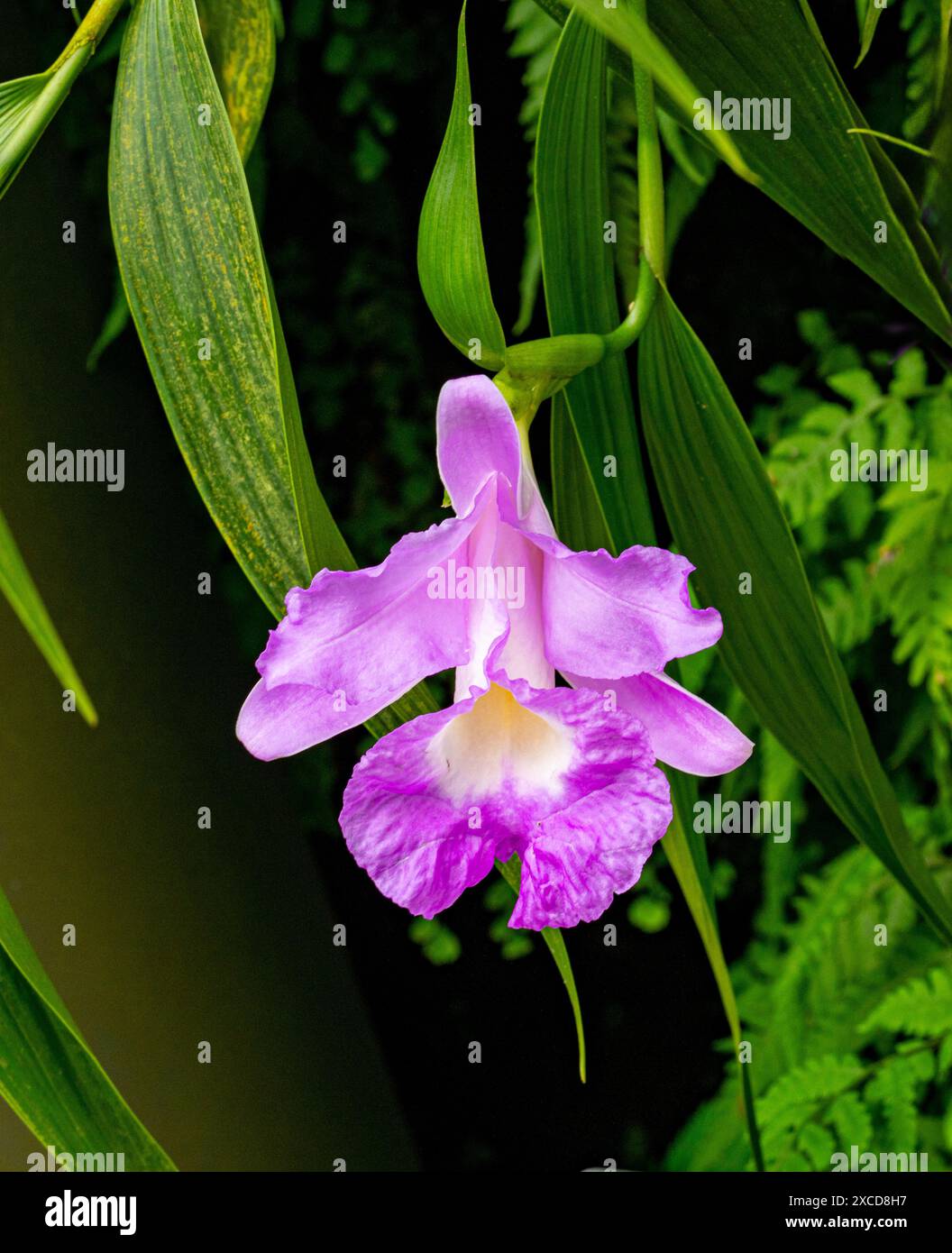 Sobralia macrantha hi-res stock photography and images - Alamy