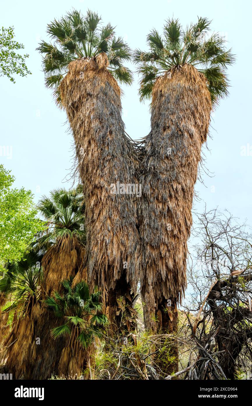 Unusual Palm Trees; Cottonwood Spring; Joshua Tree National Park; southern California; USA Stock Photo