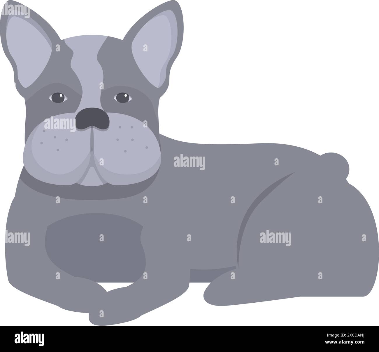 Gray french bulldog is lying down, enjoying a moment of tranquility ...