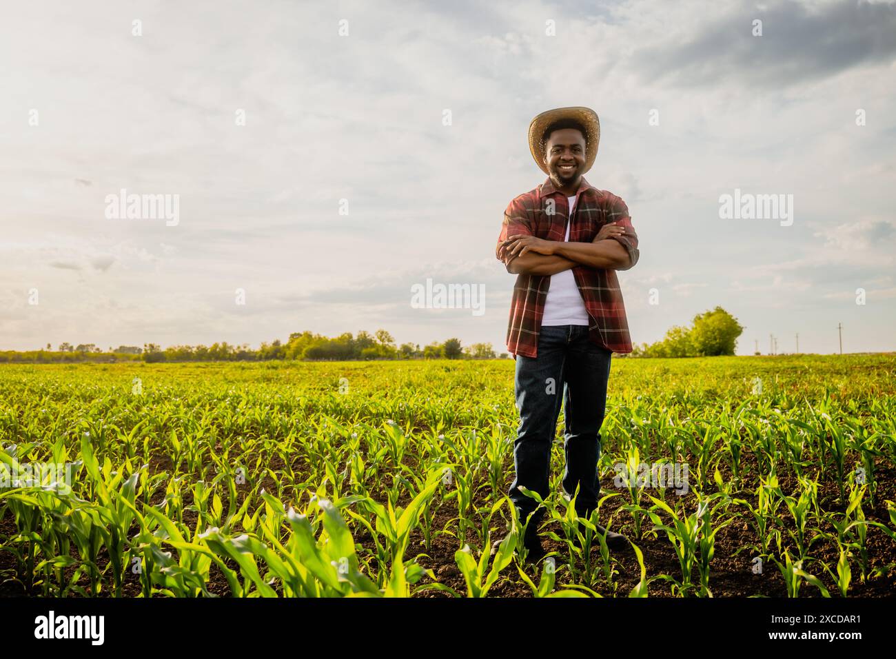 Young happy farmer is standing in his growing corn field Stock Photo ...