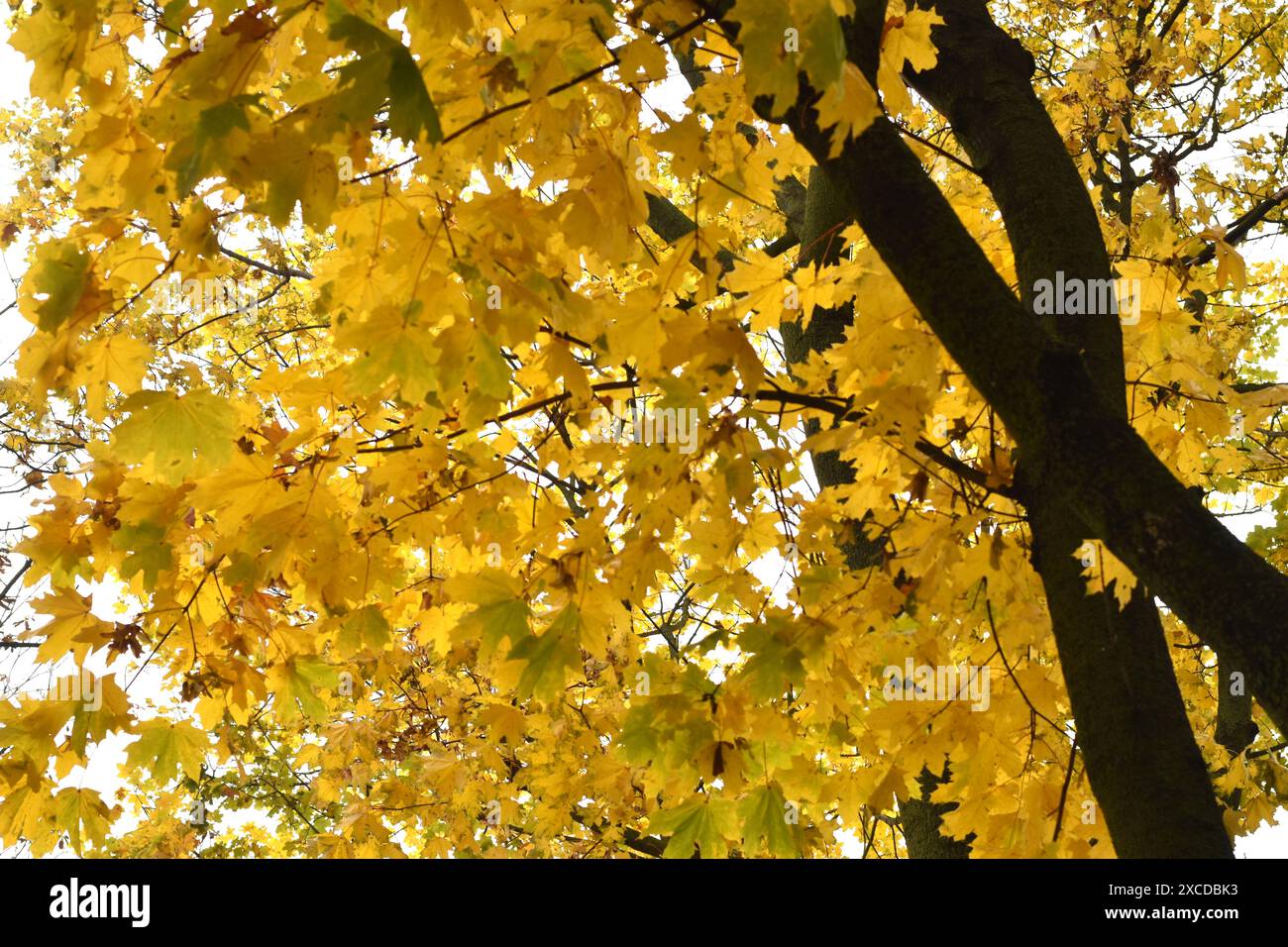 The photo shows the crown of a tree with yellow leaves, autumn Stock ...