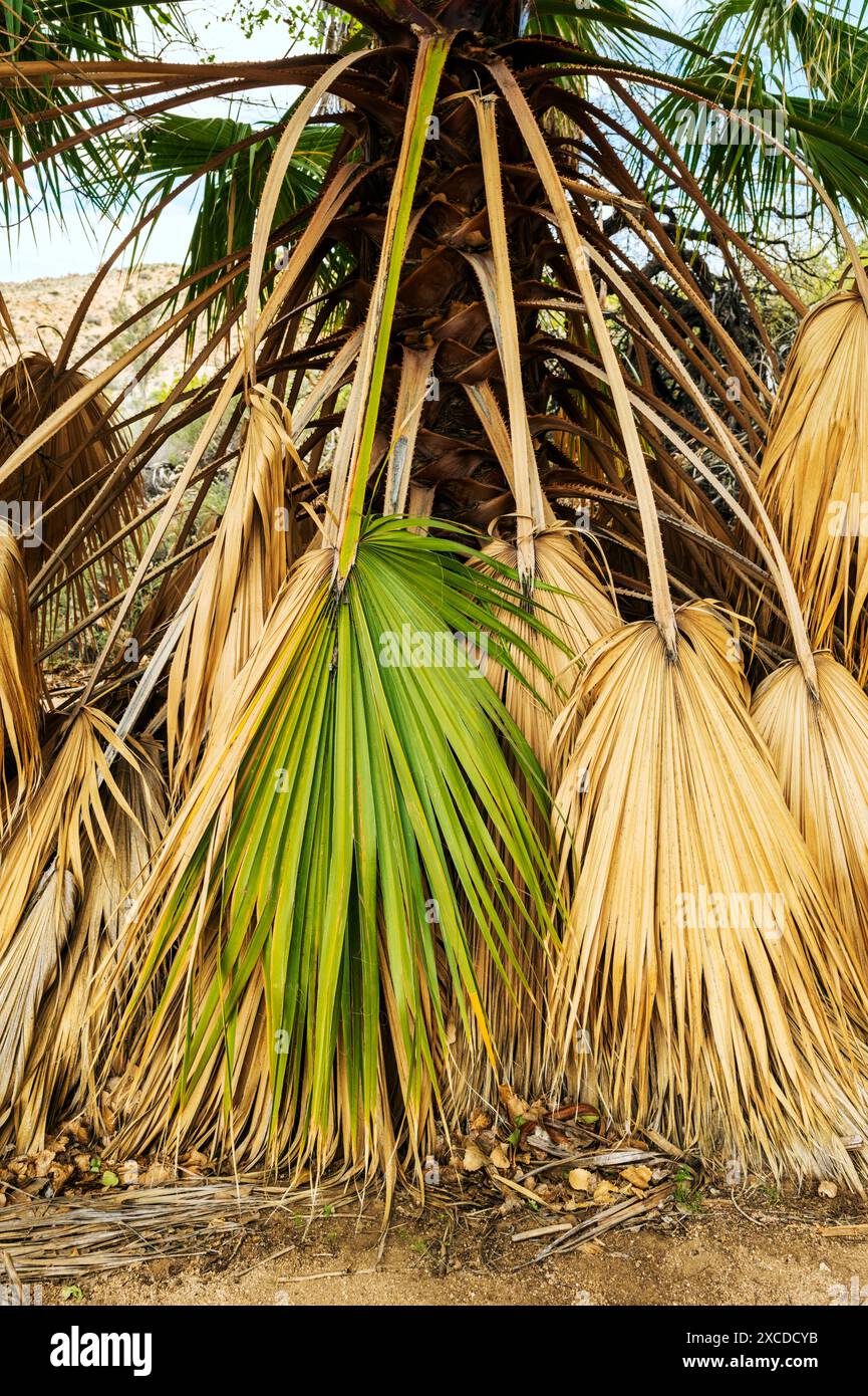 Unusual Palm Trees; Cottonwood Spring; Joshua Tree National Park; southern California; USA Stock Photo