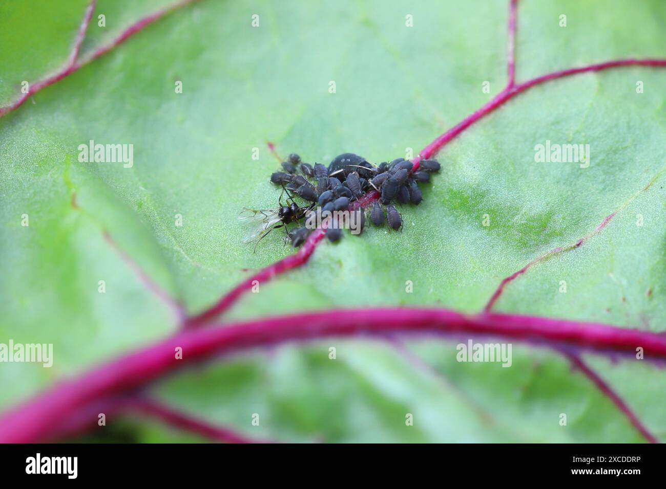Aphidius wasp parasite aphid hi-res stock photography and images - Alamy