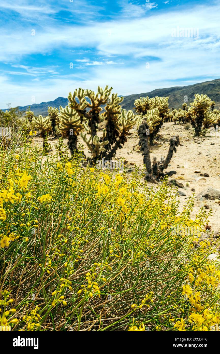 Yellow flowering Spiny Senna; Desert Senna; Cholla Cactus beyond; Joshua Tree National Park Stock Photo