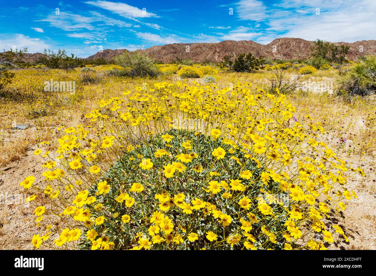 Flowering yellow Brittlebush; Encelia farinosa; Joshua Tree National Park; California; USA Stock Photo