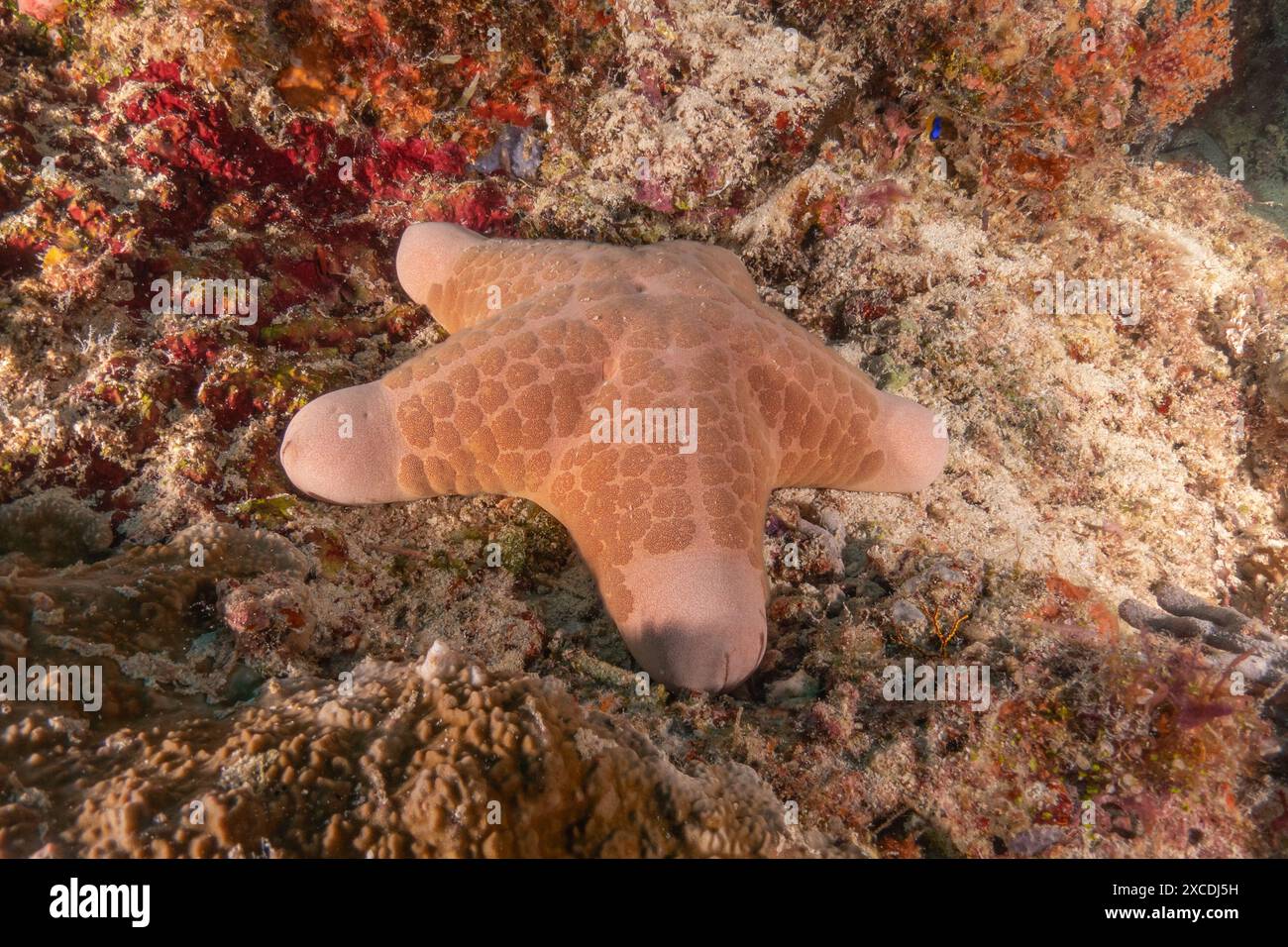 Starfish On the seabed at the Tubbataha Reefs Philippines Stock Photo