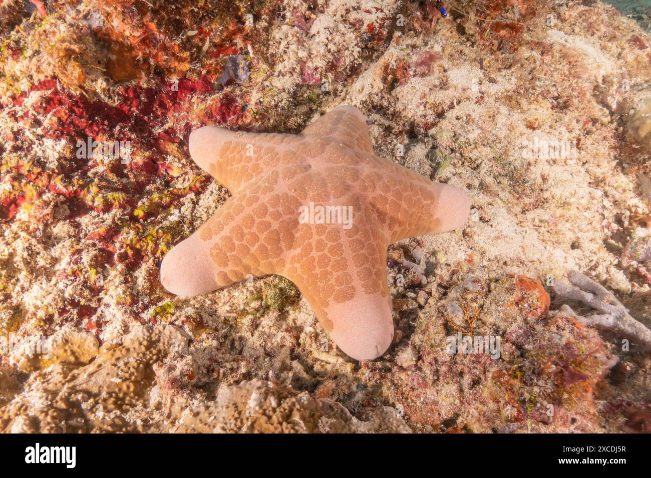 Starfish On the seabed at the Tubbataha Reefs Philippines Stock Photo