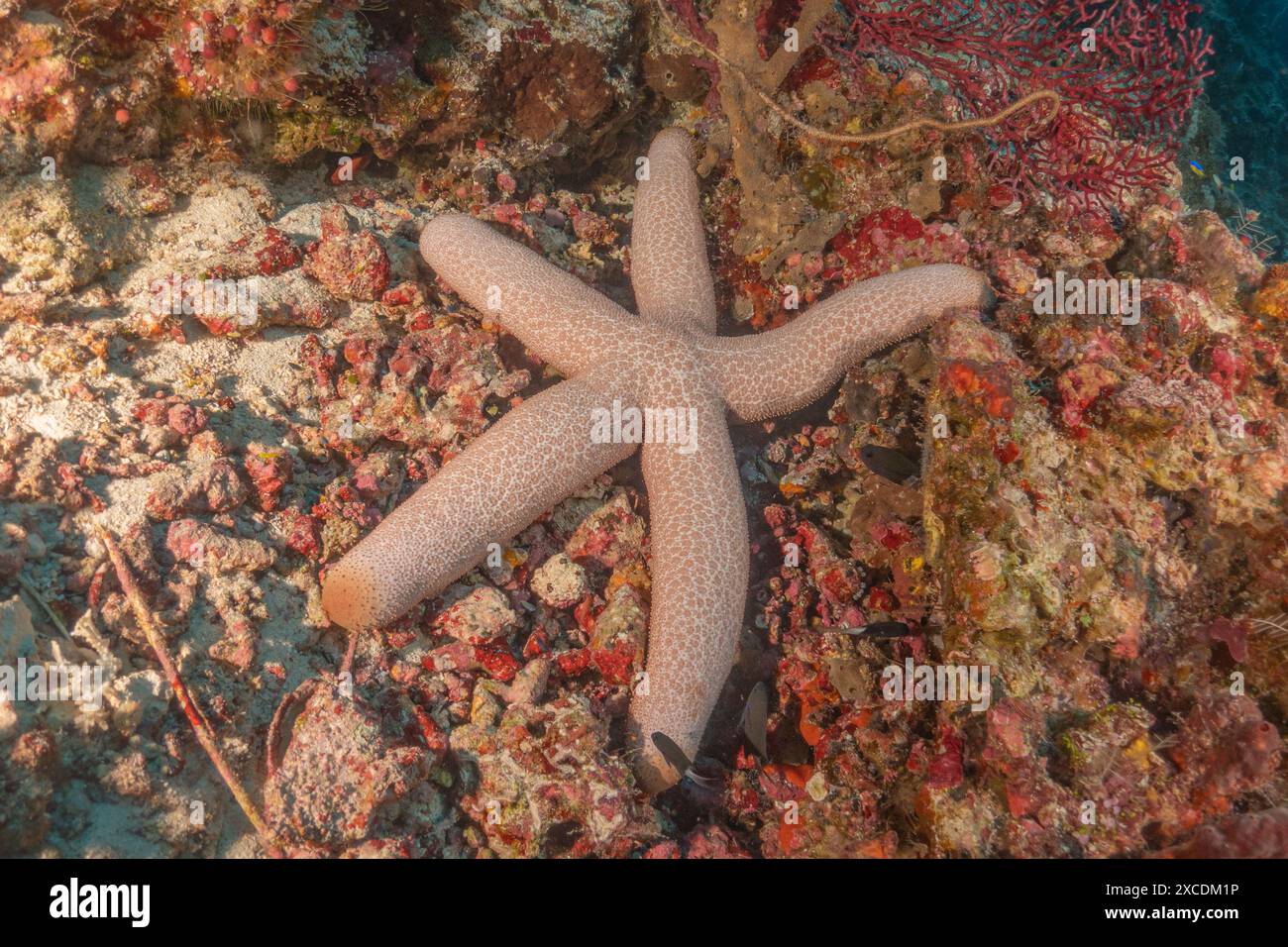 Starfish On the seabed at the Tubbataha Reefs Philippines Stock Photo