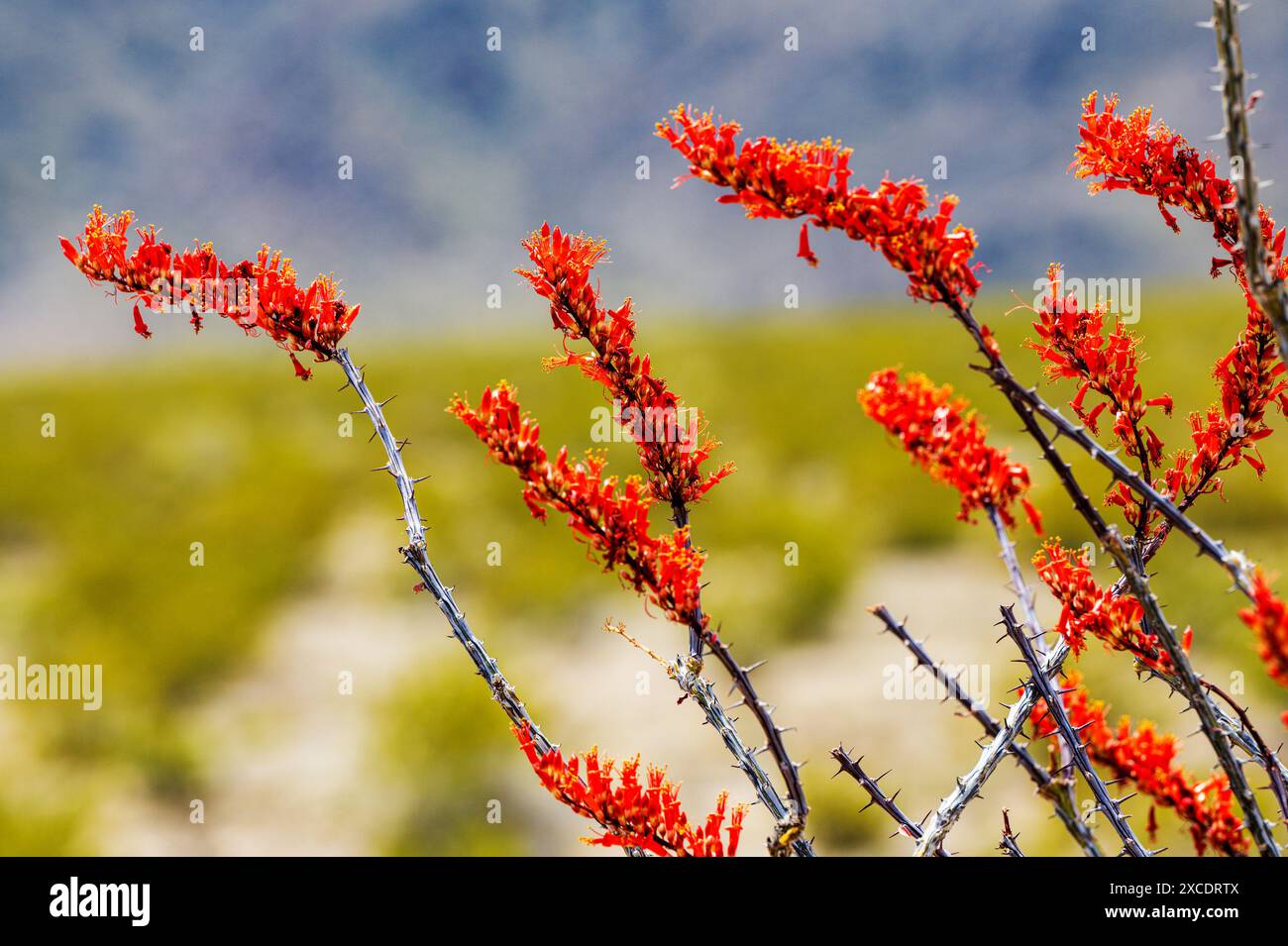 Ocotillo in bloom; Ocotillo Patch; succulent shrub; Joshua Tree ...