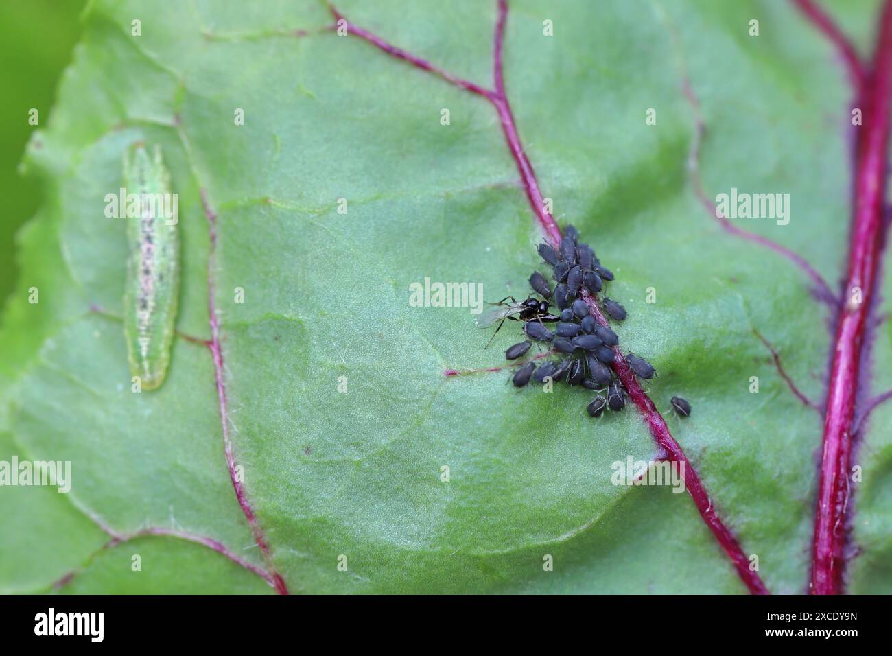 Aphidius wasp parasite aphid hi-res stock photography and images - Alamy