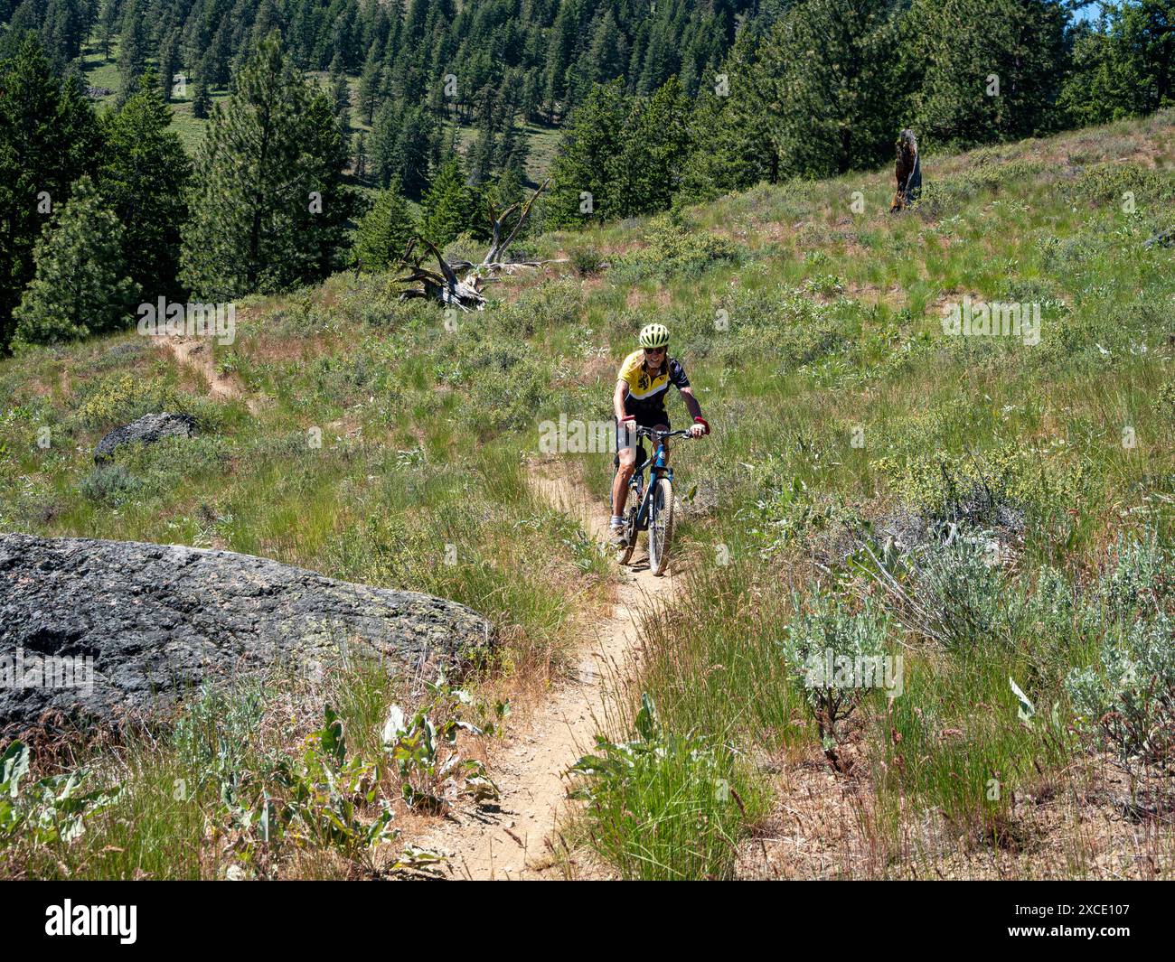 WA25459-00...WASHINGTON - Mountain bike riding on the Buck Mountain Trail  in the Methow Valley. Stock Photo