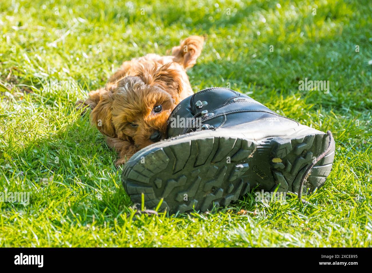 Cavapoo Sneakers Cavapoo Sneakers