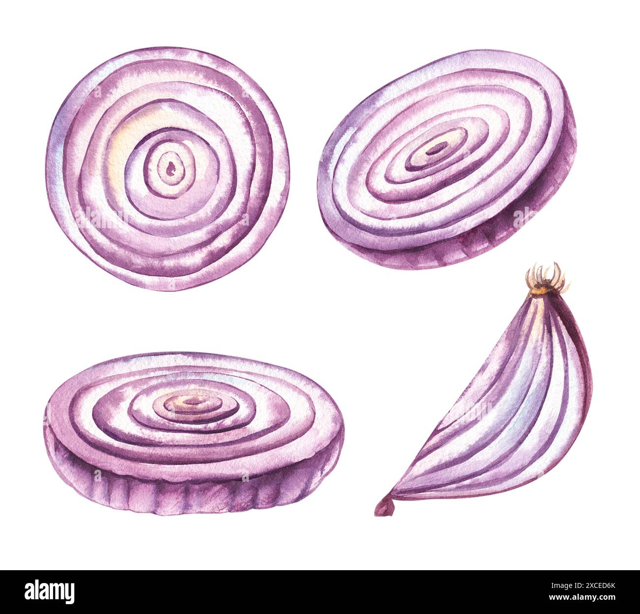 Onion set watercolor hand hi-res stock photography and images - Alamy