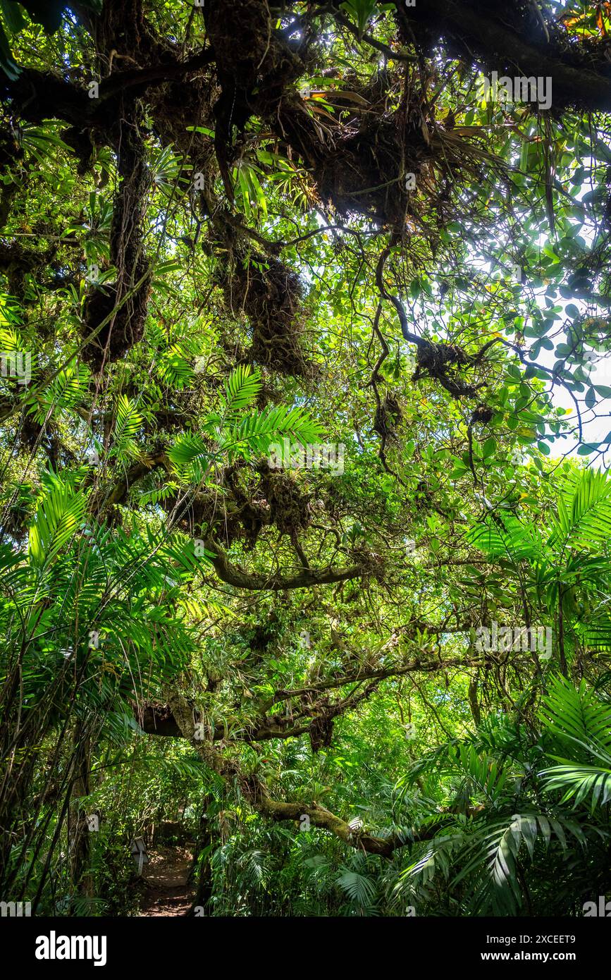 Mombacho Volcano Nature Reserve near the city of Granada, Mombacho’s ...