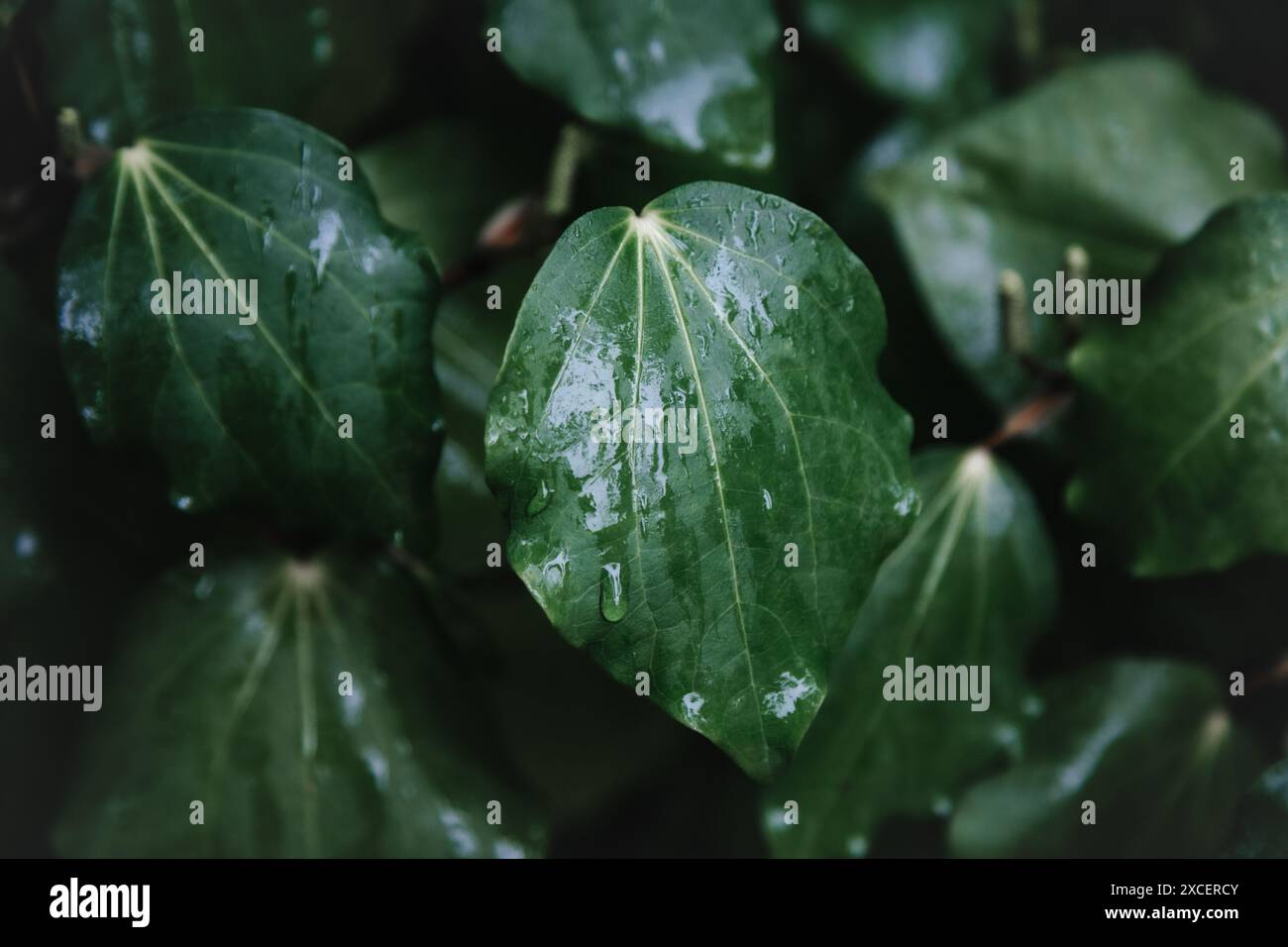 Maori rongoa hi-res stock photography and images - Alamy