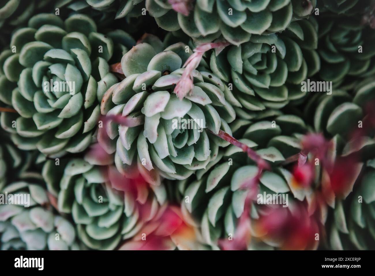 Succulents garden hi-res stock photography and images - Alamy