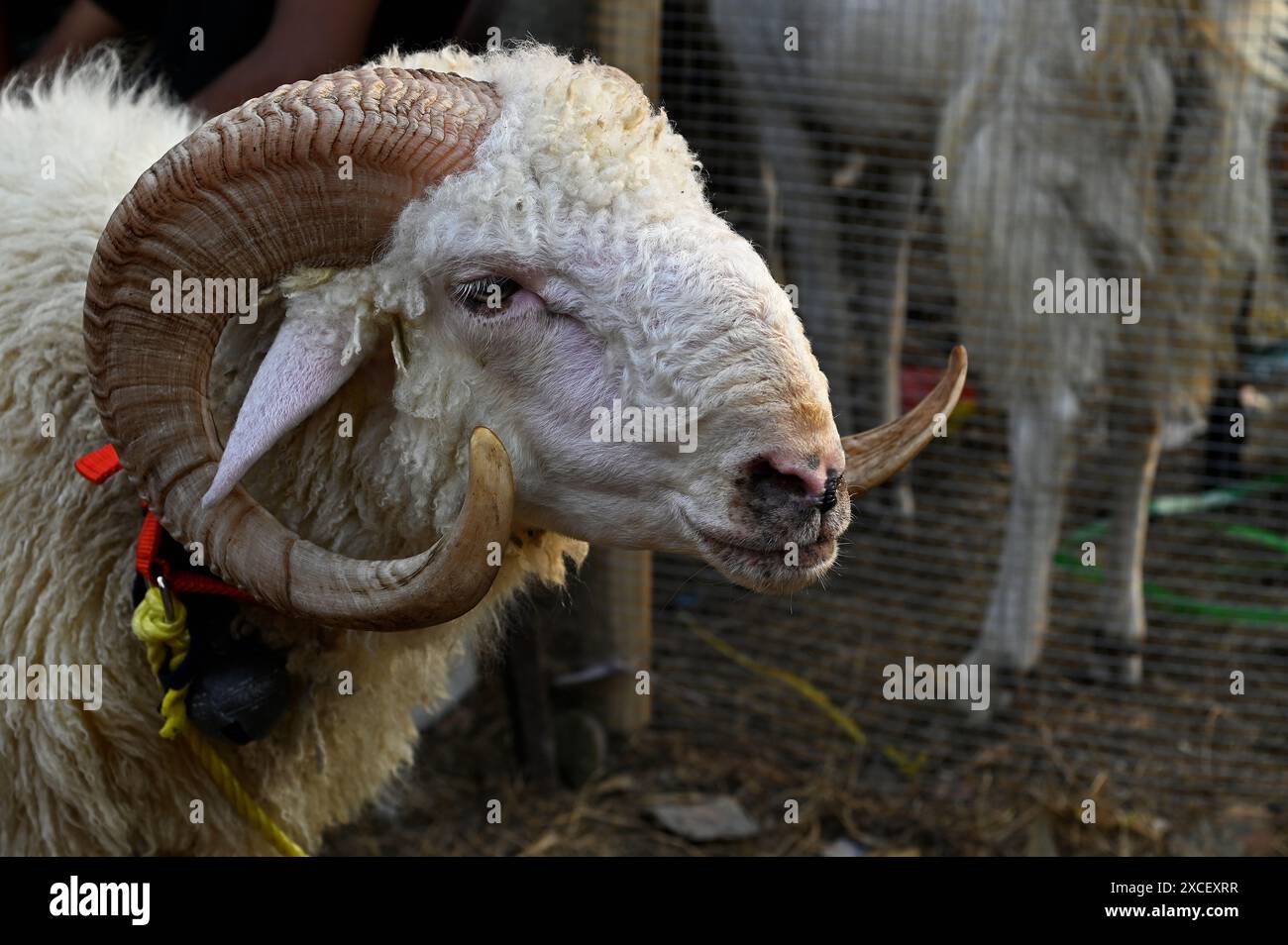 Yosh Osiyo ayollar bilan Blowjob Mobil telefonda rus porno