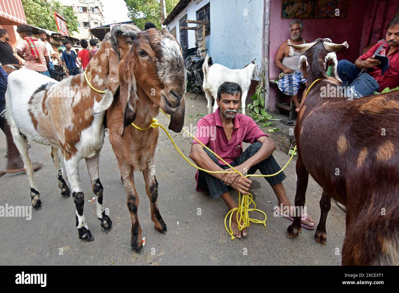 Kolkata, India. 15th June, 2024. A goat seller waiting for customer at ...