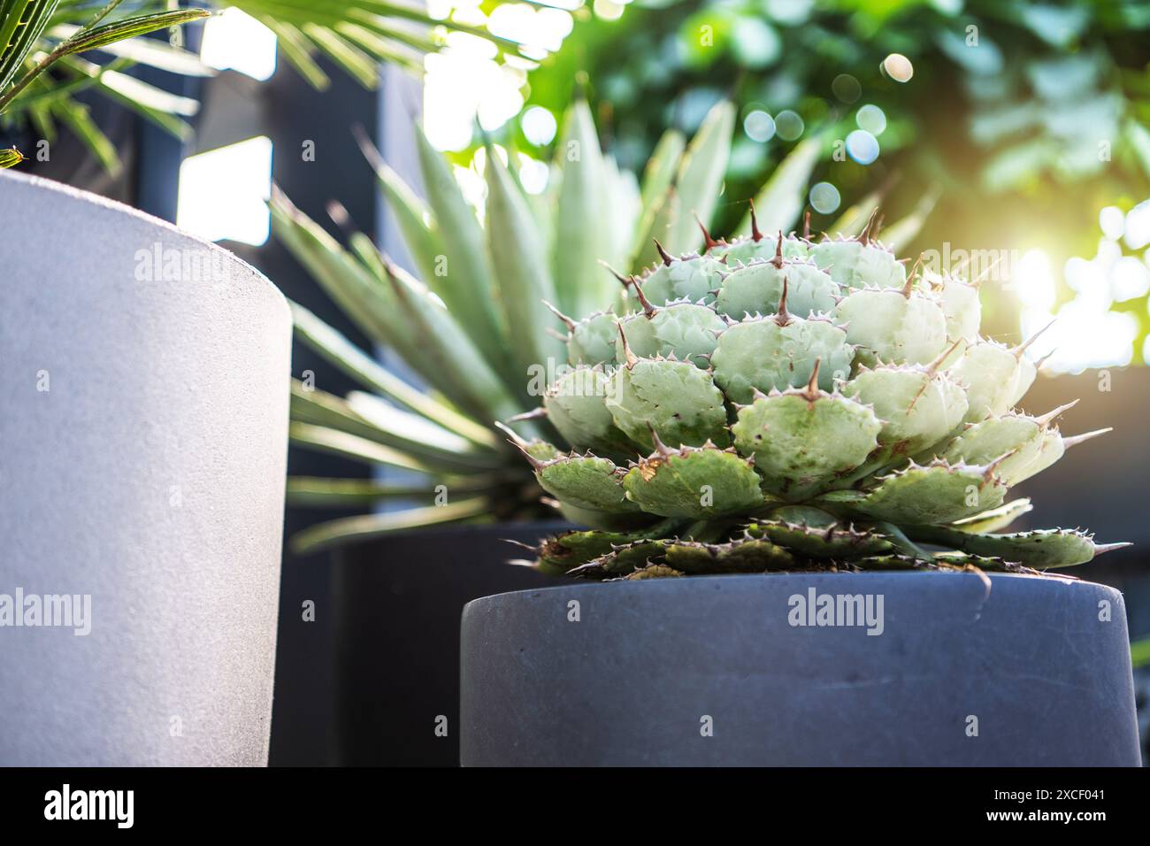 A close-up photo of a succulent plant in a grey pot. The plant has large, green leaves with sharp spines, and the sun is shining through the leaves, c Stock Photo