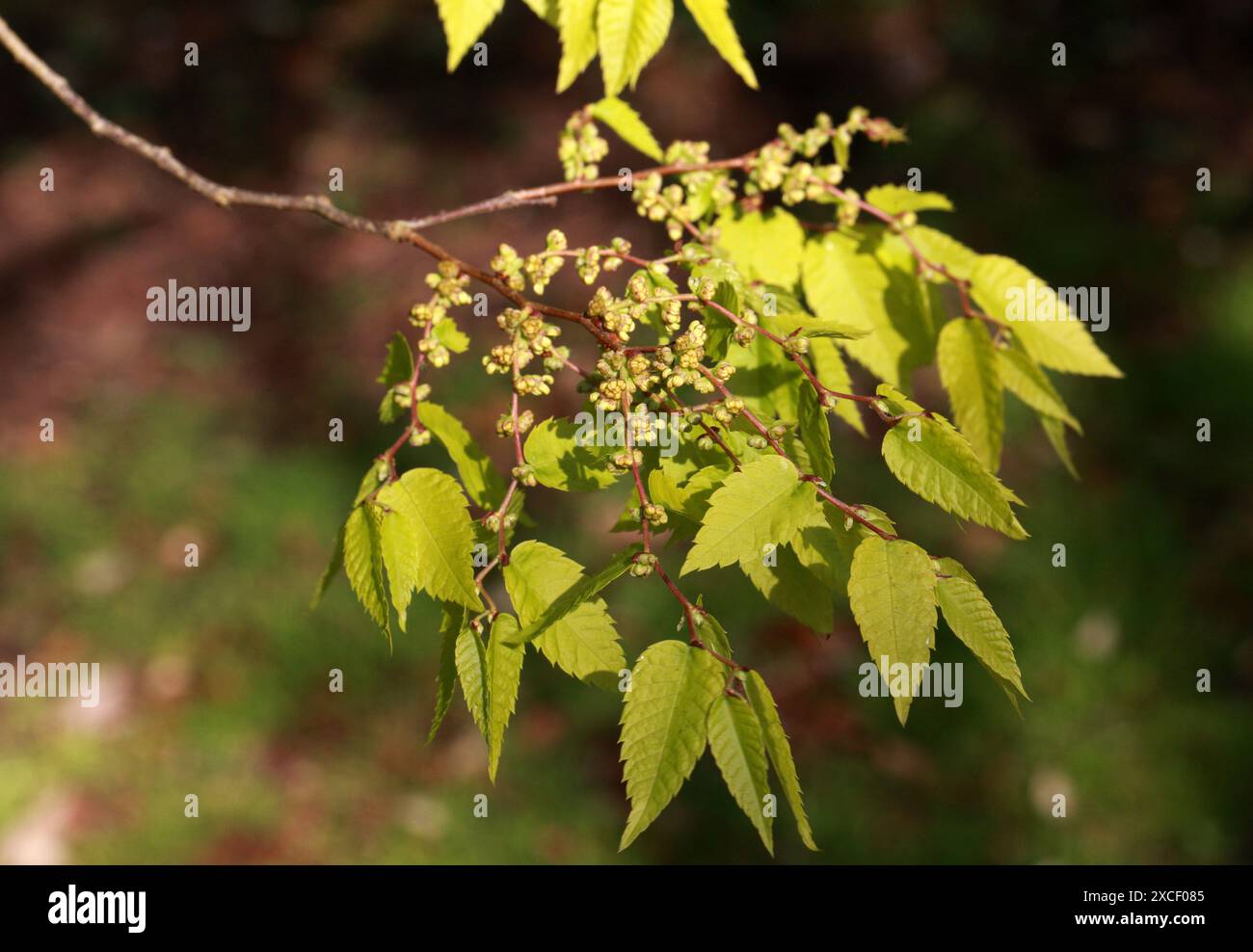 Elm plant hi-res stock photography and images - Alamy