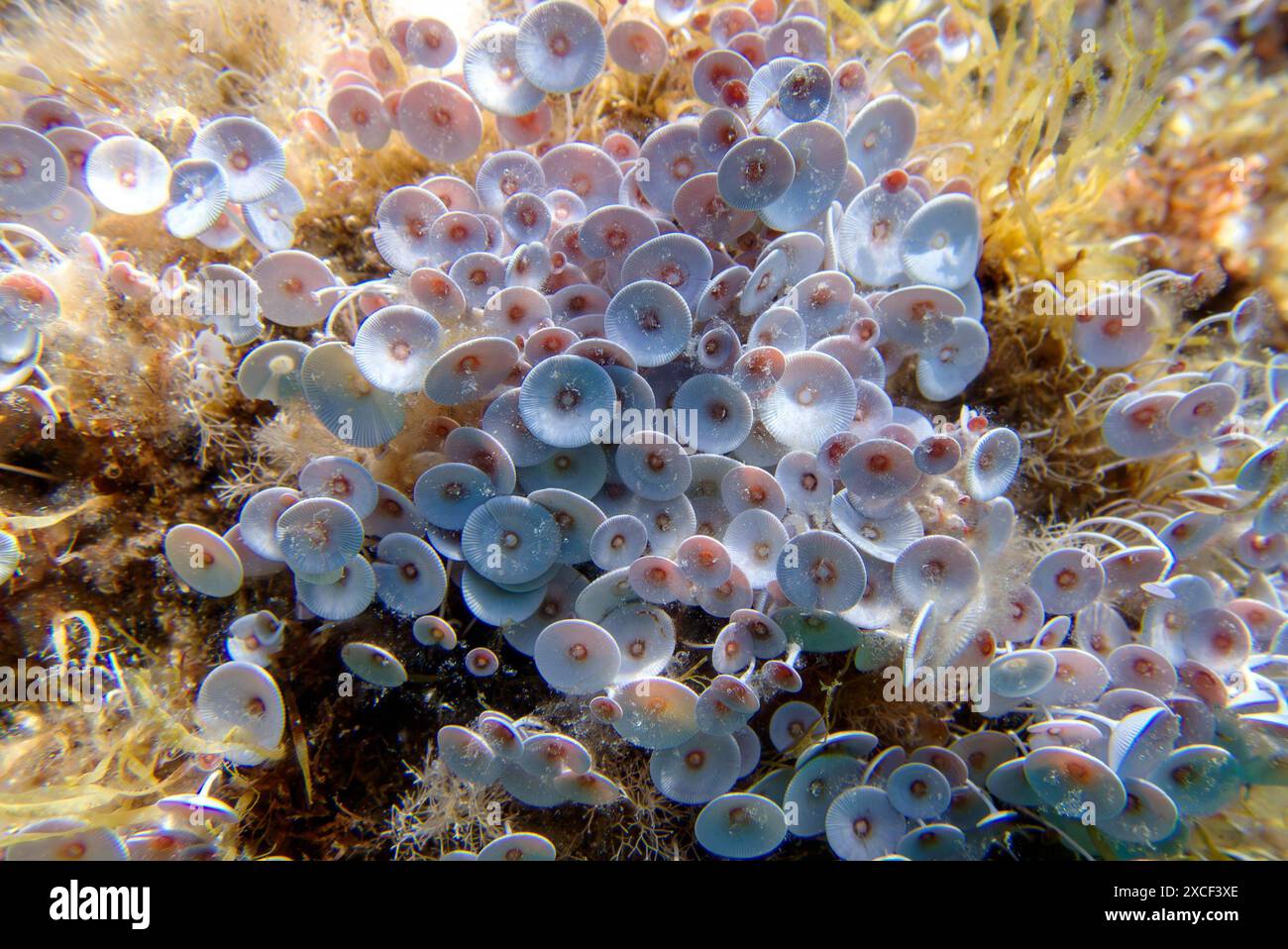 Acetabularia mediterranea - The Mediterranean sea algae Stock Photo