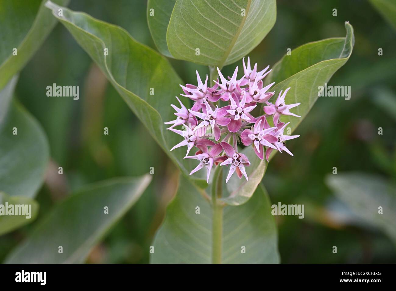 Showy Milkweed (Asclepias speciosa) blooming in a Michigan garden in mid-June Stock Photo