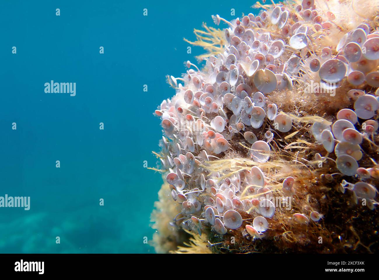 Acetabularia mediterranea - The Mediterranean sea algae Stock Photo