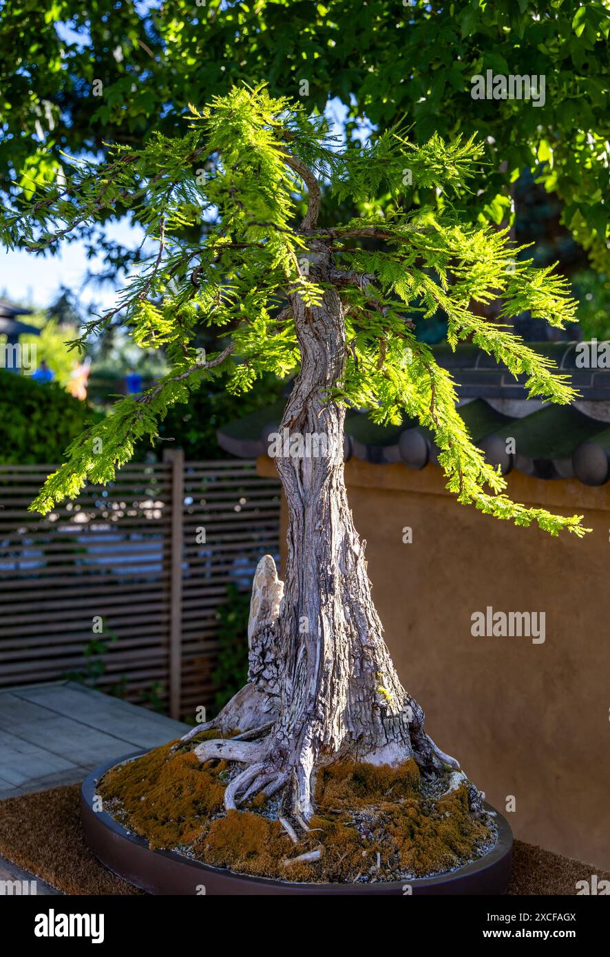 thumbnail interactive-video image 1 of Bonsai Dwarf Weeping Willow Tree – Thick Trunk Cutting – Indoor/Outdoor Live Plant 1 of 2