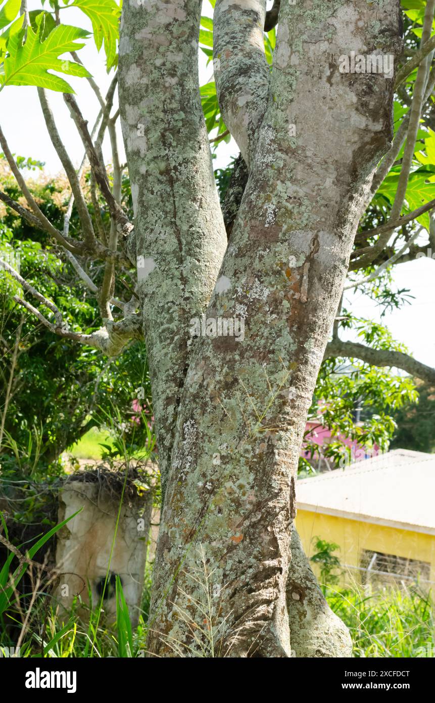 Ackee fruit tree hi-res stock photography and images - Alamy