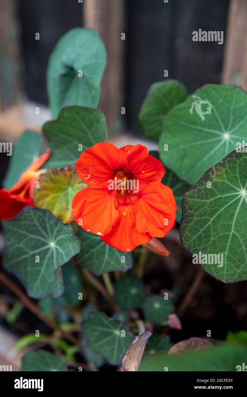 The garden nasturtium (Tropaeolum majus) flowering in flower pot. The ...