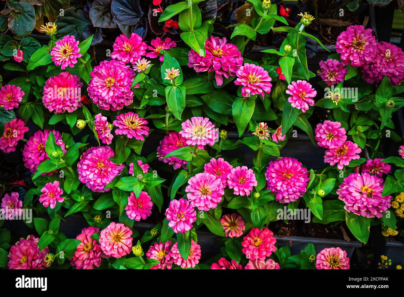 Eye-catching colors of Zinnia elegans in the flower field. Stock Photo