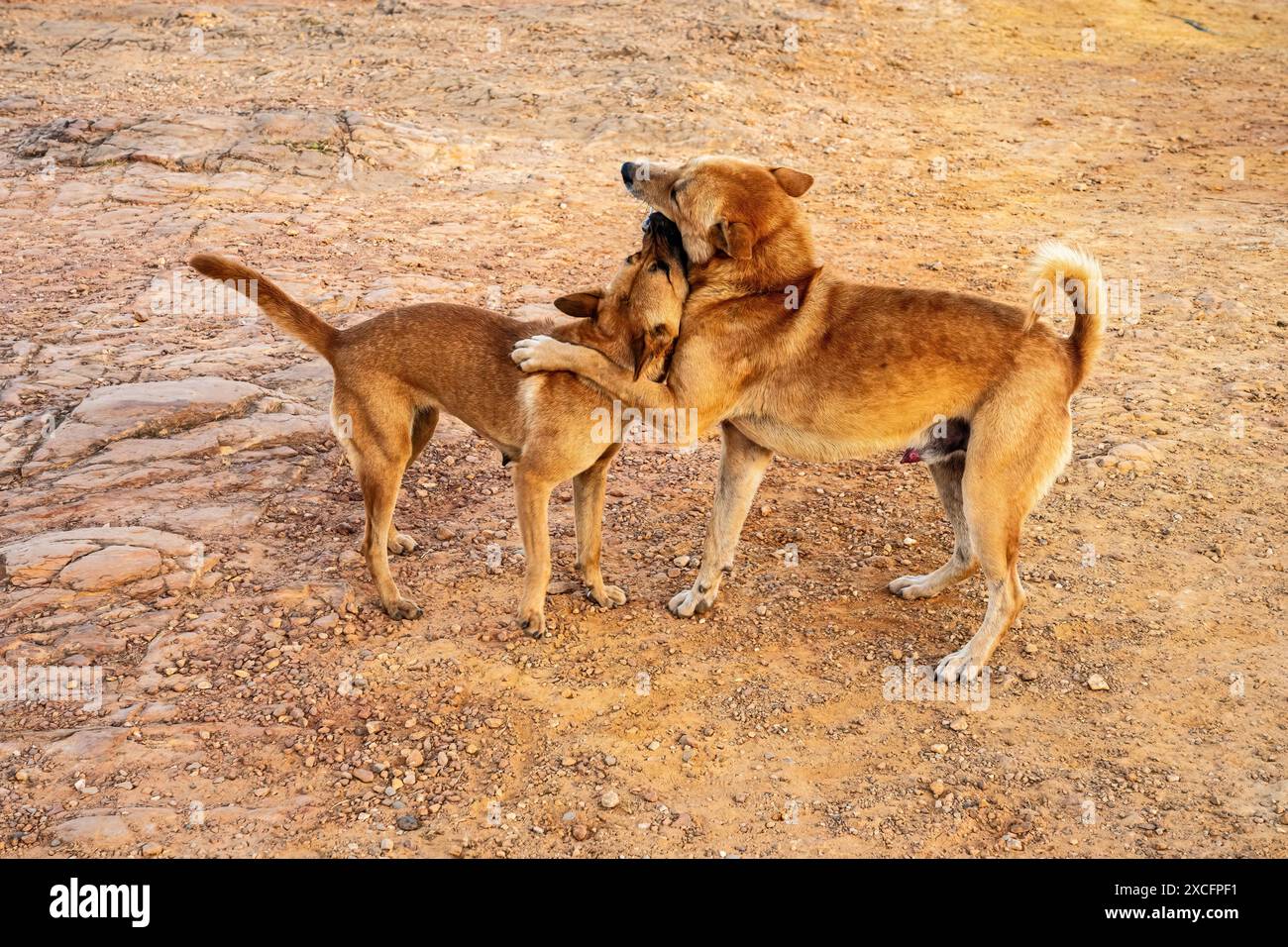 Two dogs are playing with each other Stock Photo - Alamy