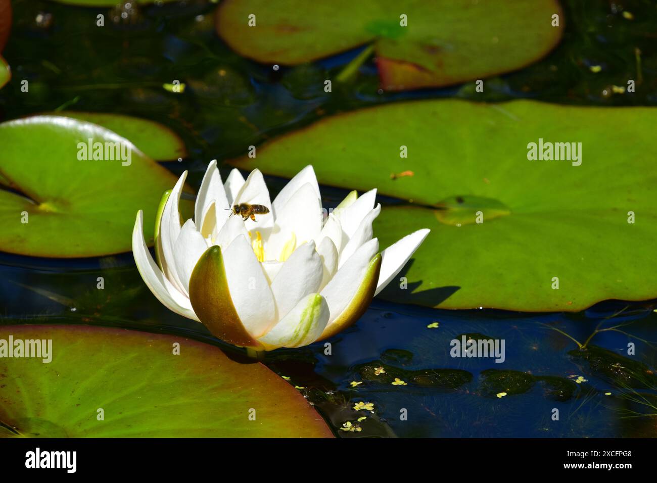 Honey Bee, Water Lily Stock Photo - Alamy