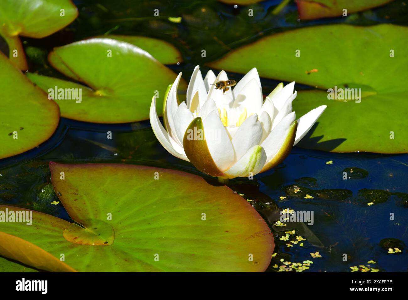 Honey Bee, Water Lily Stock Photo - Alamy