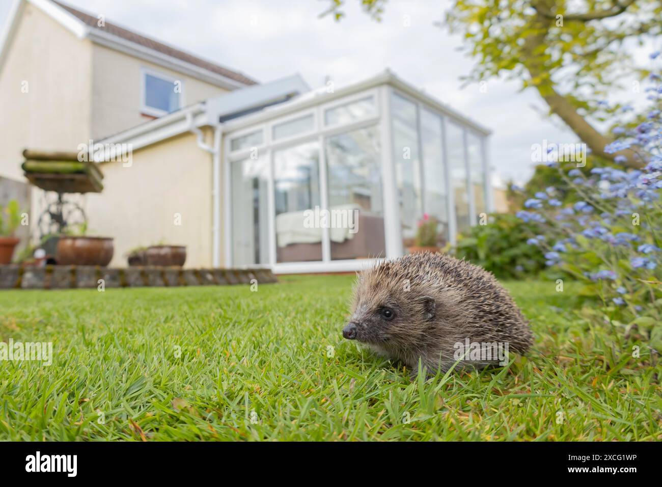 European hedgehog (Erinaceus europaeus) adult animal on a garden lawn ...