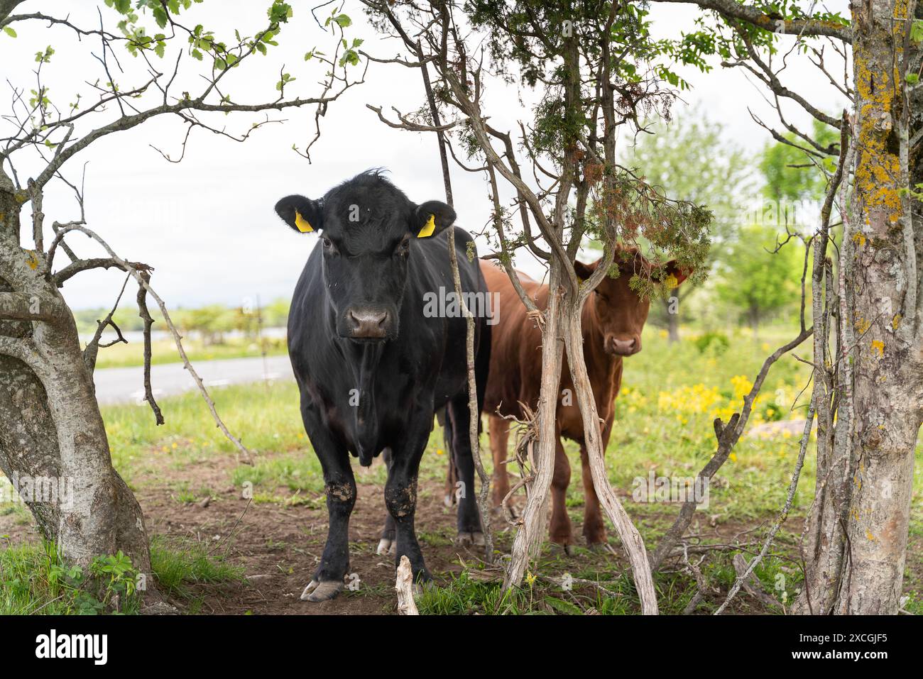 Calfs in a beach meadow.Black Angus Cattle looking through the bushes. Stock Photo