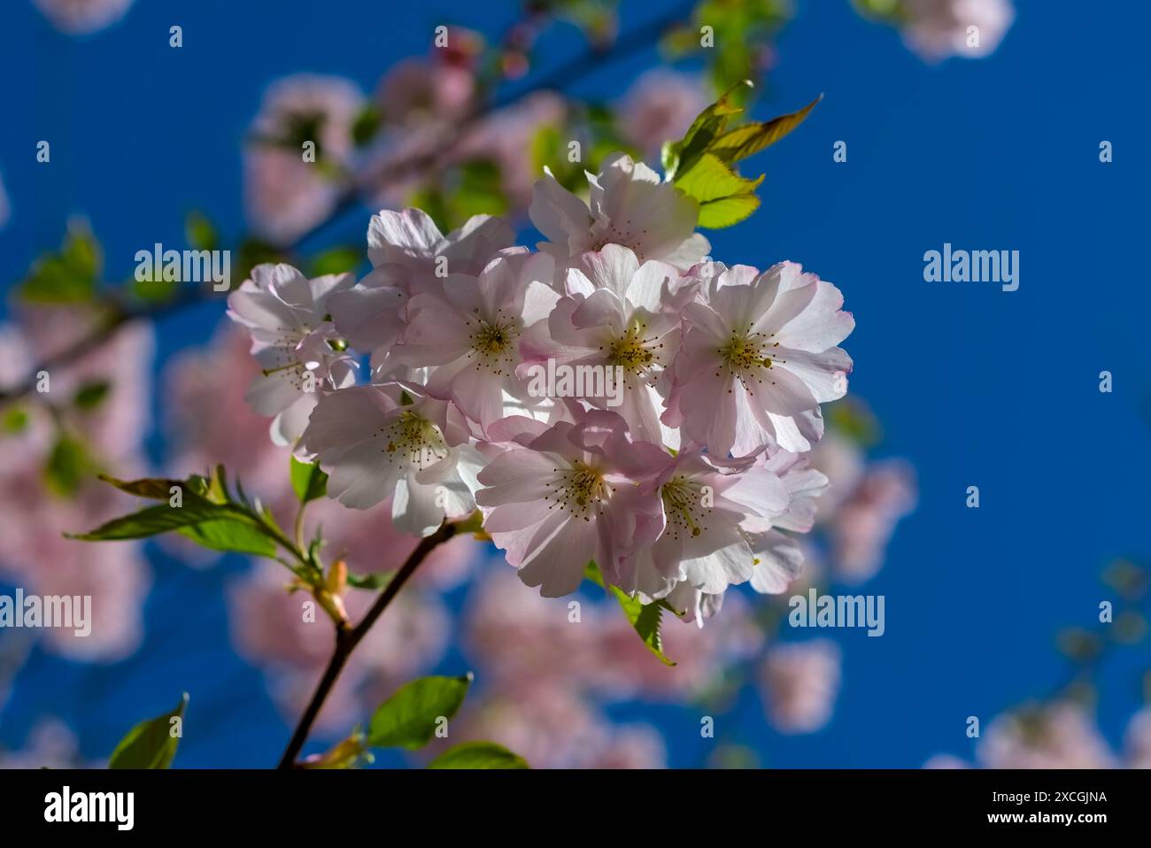 A serene display of pink cherry blossoms under a sunny blue sky ...